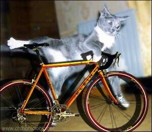 cat-on-bicycle.jpg