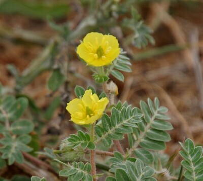 Puncture_Vine_(Tribulus_terrestris)_flowers_in_Hyderabad,_AP_W_IMG_7933.jpg