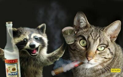 racoon_cat_650x410.jpg